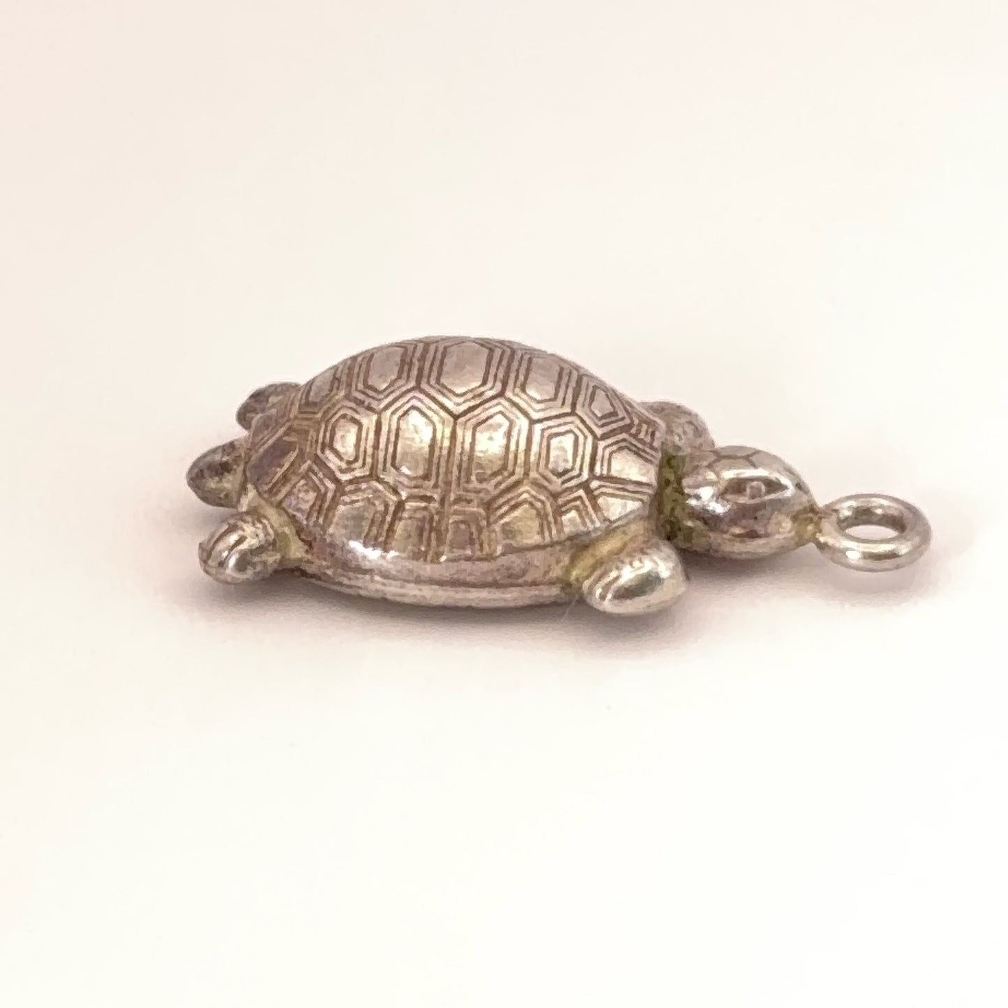 Pretty Turtle