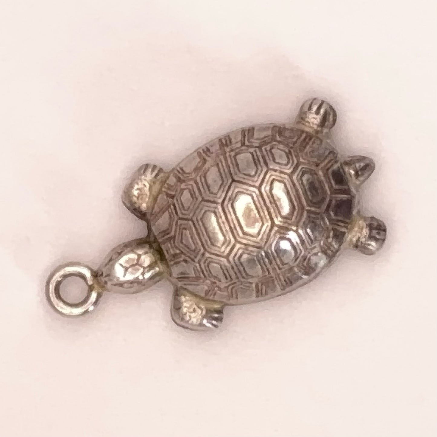Pretty Turtle