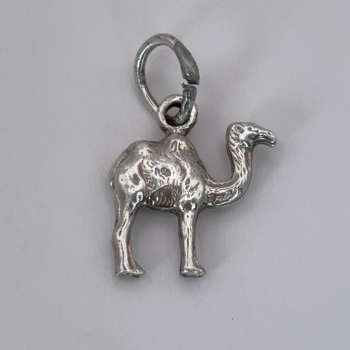 Cute Camel